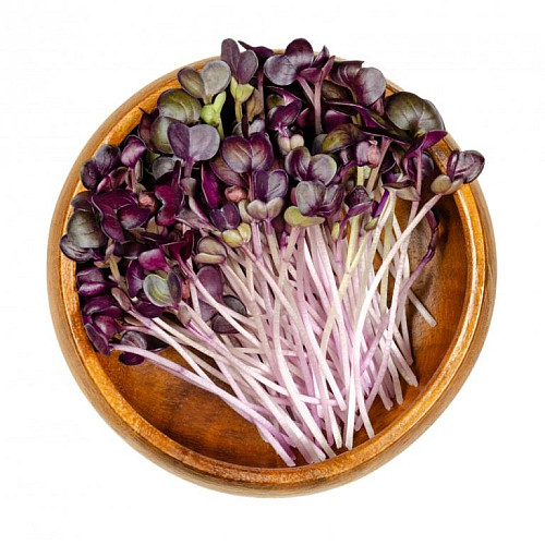 inGreen Microgreens set 2+2 KAPUSTA ČERVENÁ
