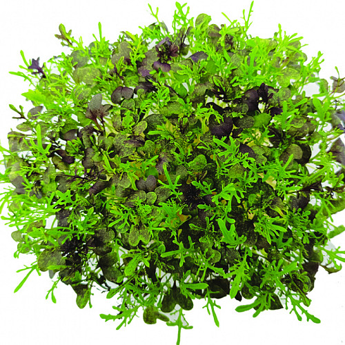 inGreen Microgreens set 2+2 MIZUNA ČERVENÁ