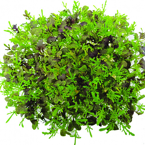 INGREEN MICROGREENS SET 2+2 MIZUNA ČERVENÁ