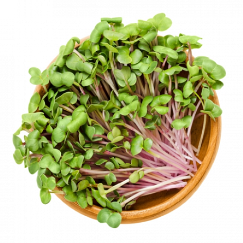 inWeek Microgreens set 2 2 REDKVIČKA CHINA ROSE