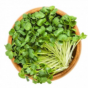 inGreen Microgreens set 2+2 REĎKOVKA DAIKON