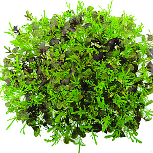 inGreen Microgreens set 2+2 MIZUNA ČERVENÁ